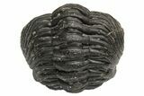 Wide, Enrolled Morocops Trilobite - Morocco #224008-3